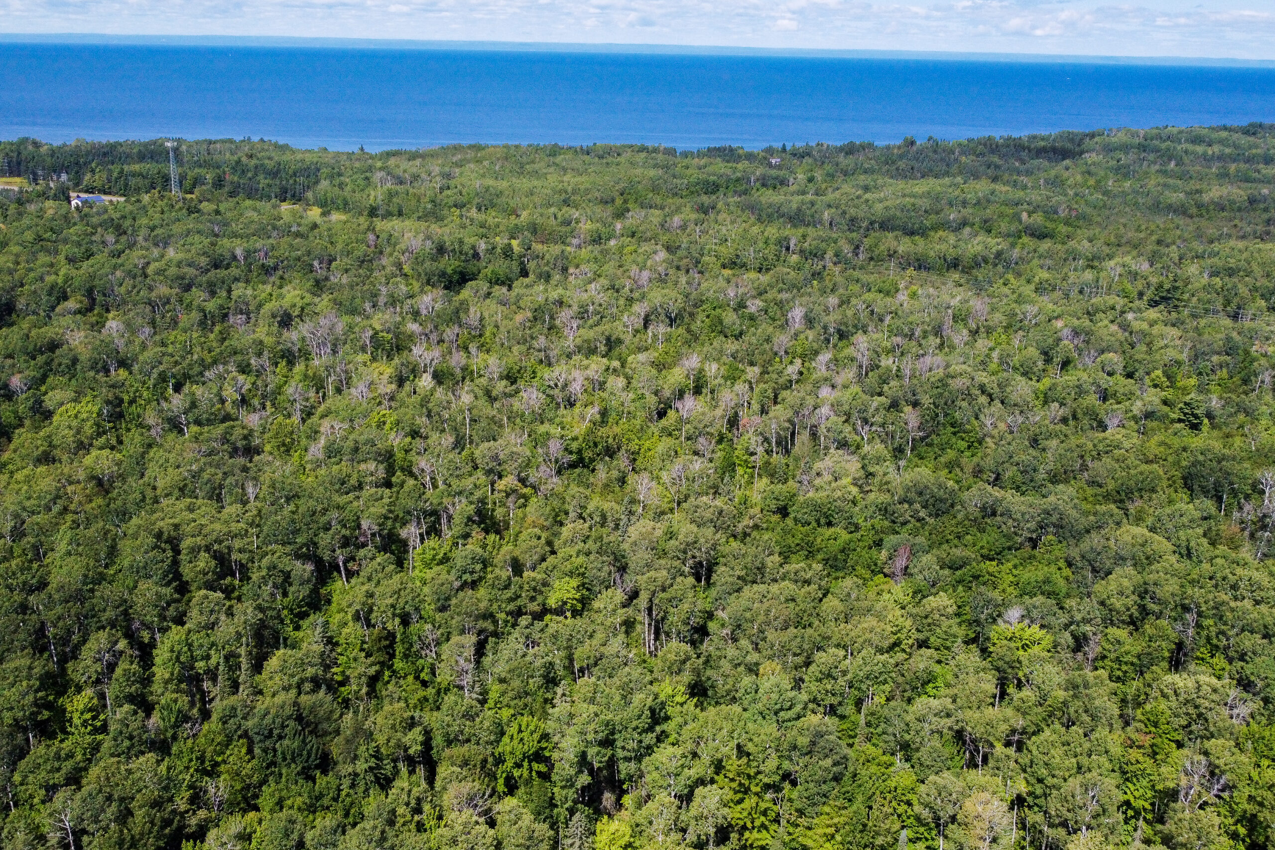 Aerial view of wooded acreage near State Hwy 13
